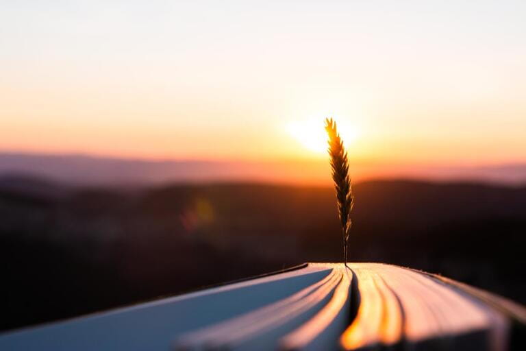 Book with wheat spike at sunset or sunrise sunlight, warm light. Inspiration and creativity concept. Books and reading as a source of imagination and dreams.